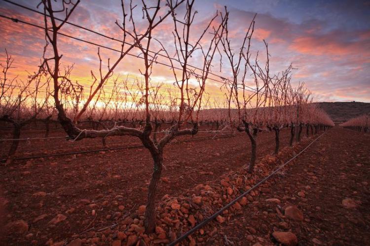 semana de la garnacha zaragoza