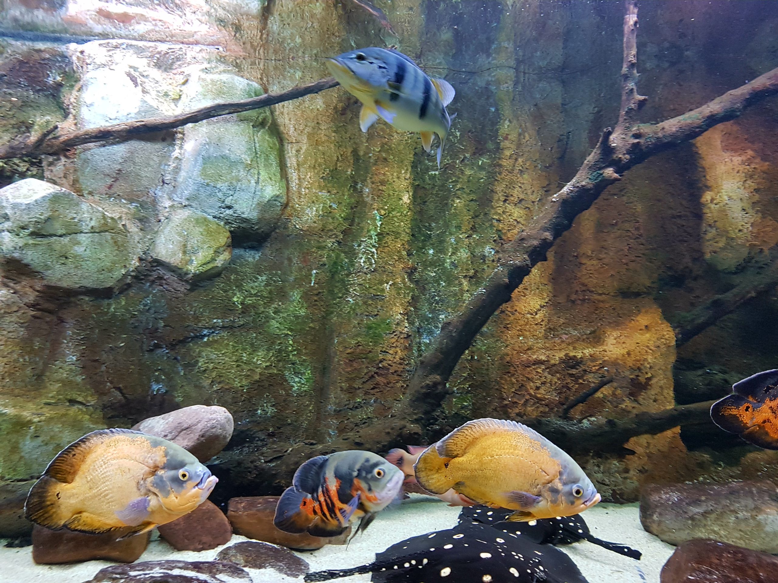 Acuario de Zaragoza