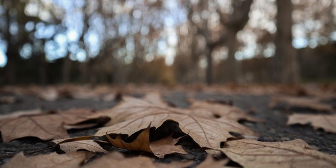 otoño en el parque grande de zaragoza