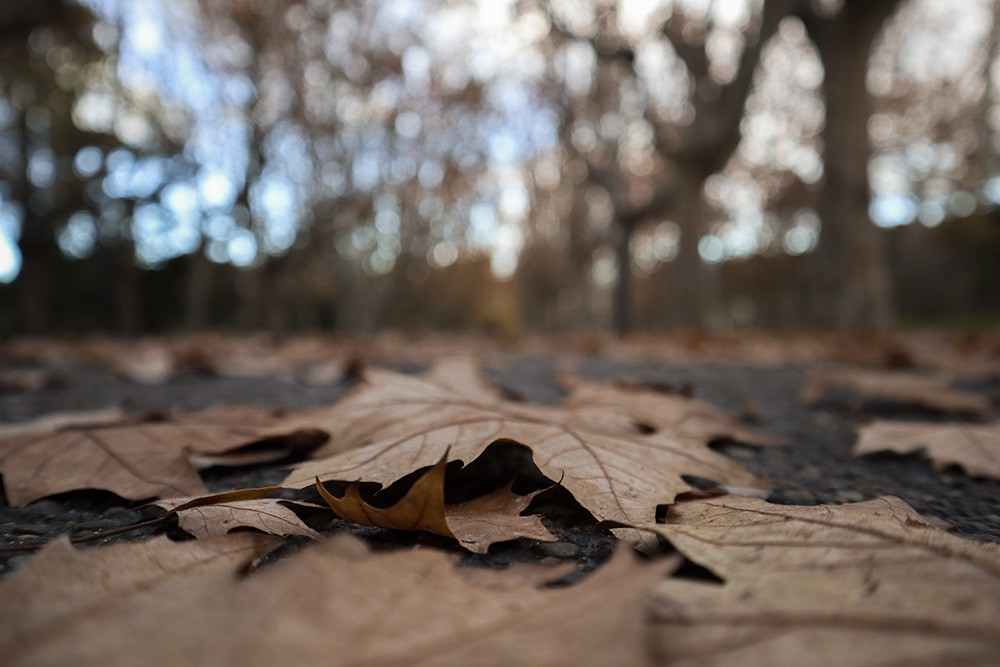 otoño en el parque grande de zaragoza
