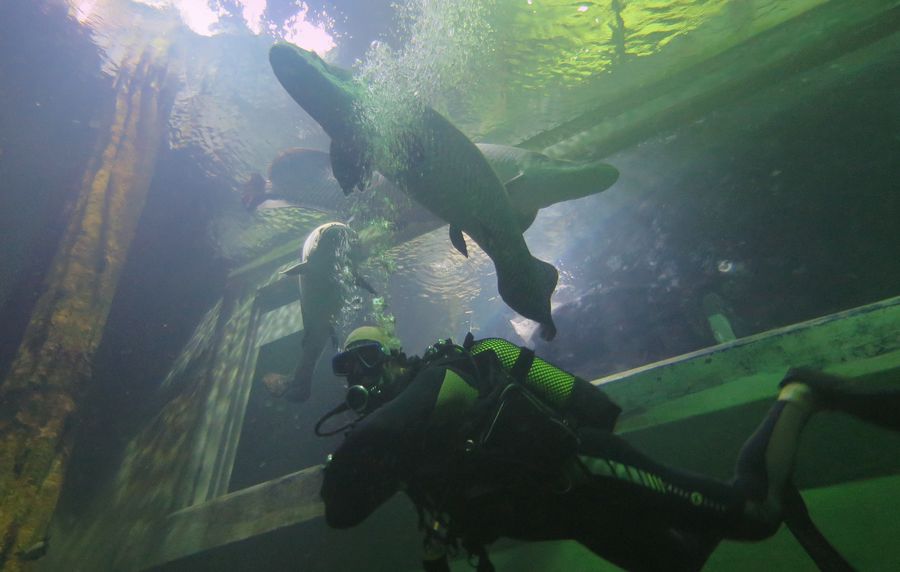 buceo inclusivo acuario zaragoza