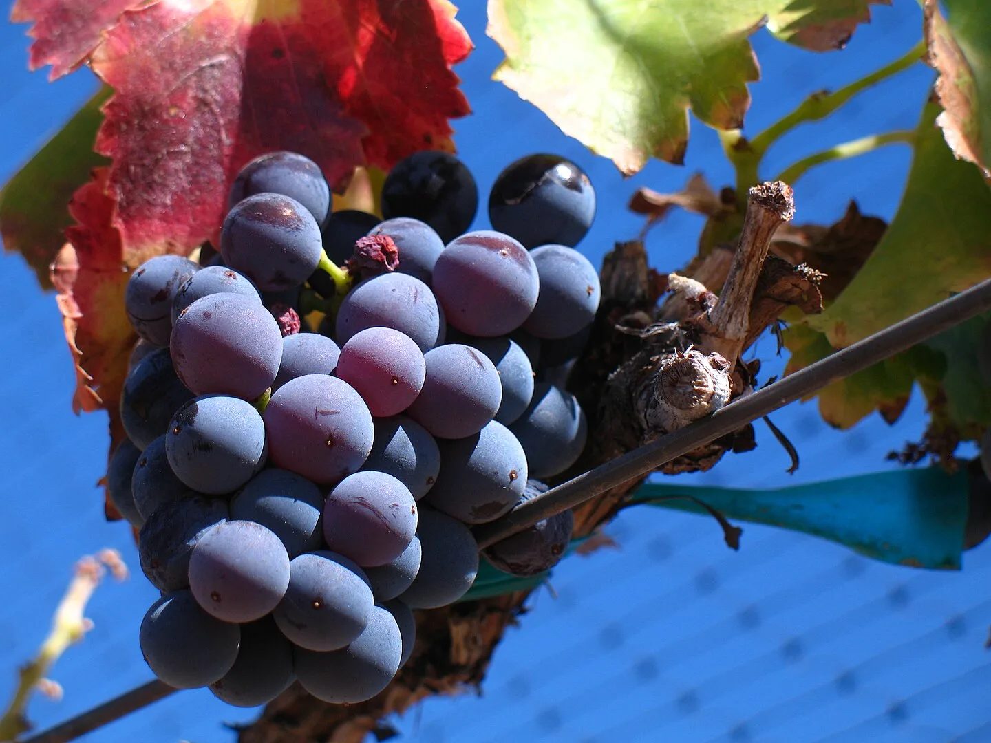 Zaragoza Capital Mundial De La Garnacha Zaragoza Será Capital Mundial De La Garnacha En 2025 Zaragozala Qué Hacer En Zaragoza