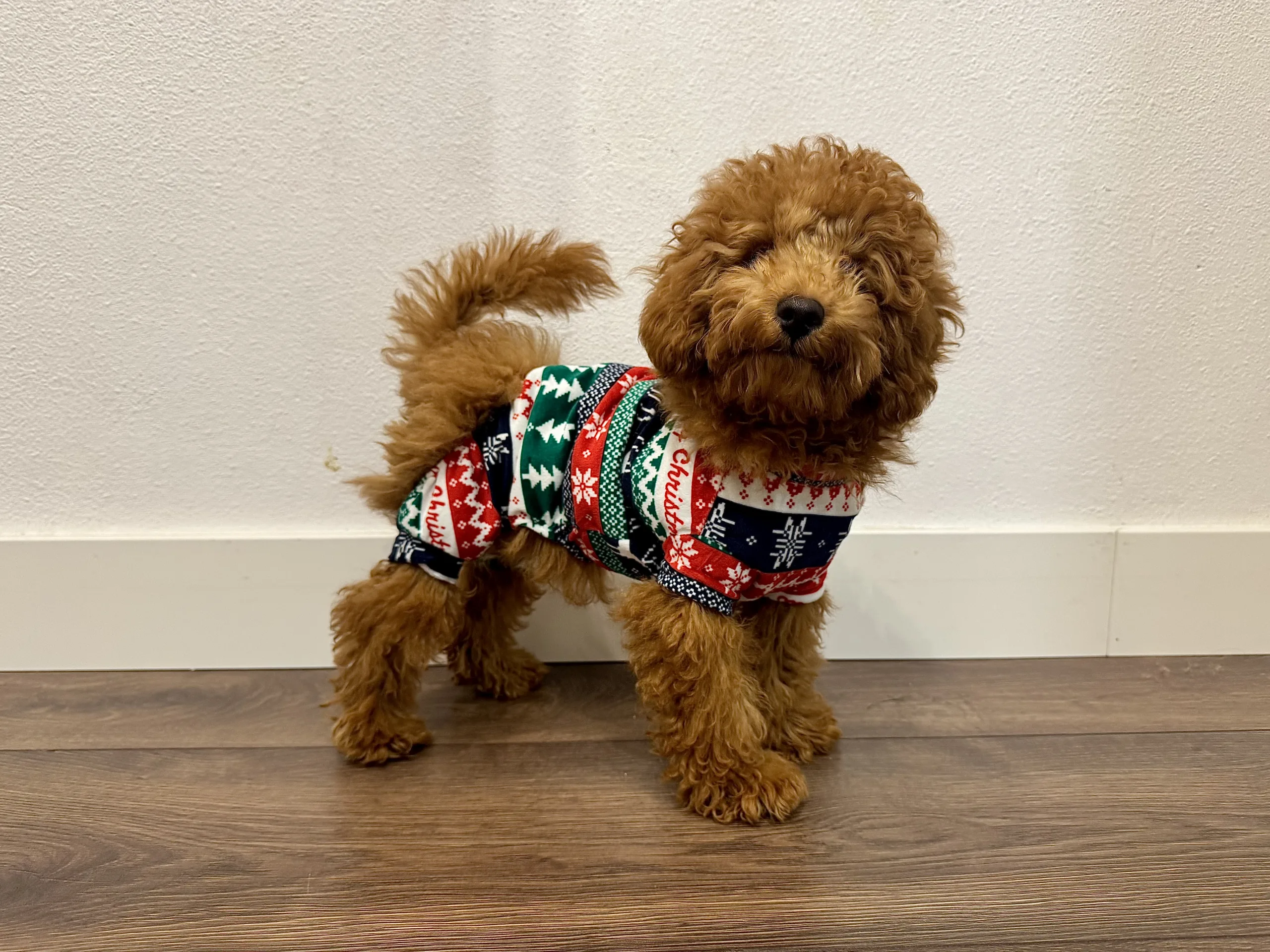 fashion pet chritsmas zaragoza