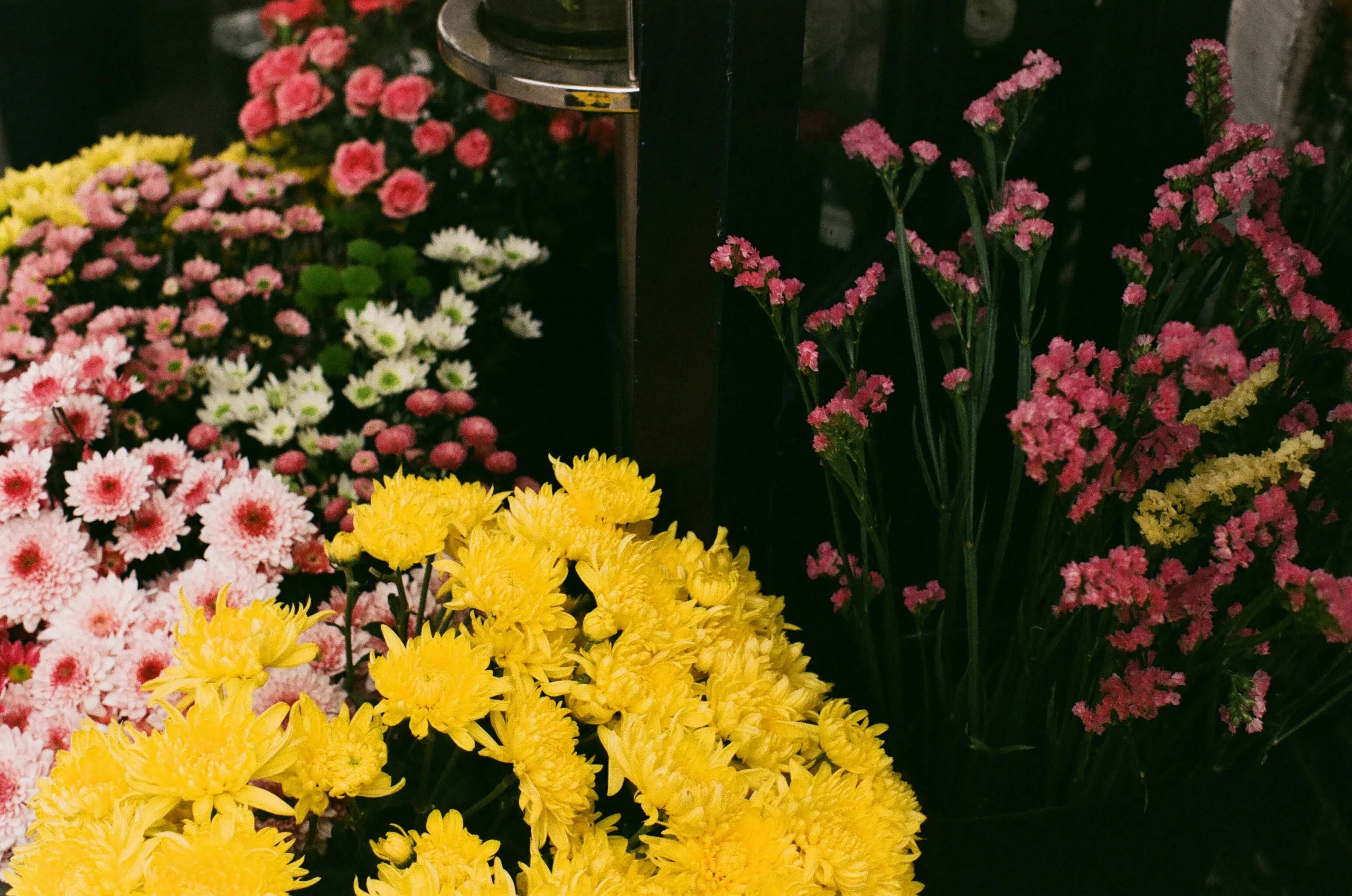  Flores En Zaragoza Sorprende Con La Belleza Natural Zaragozala   Qué Hacer En Zaragoza