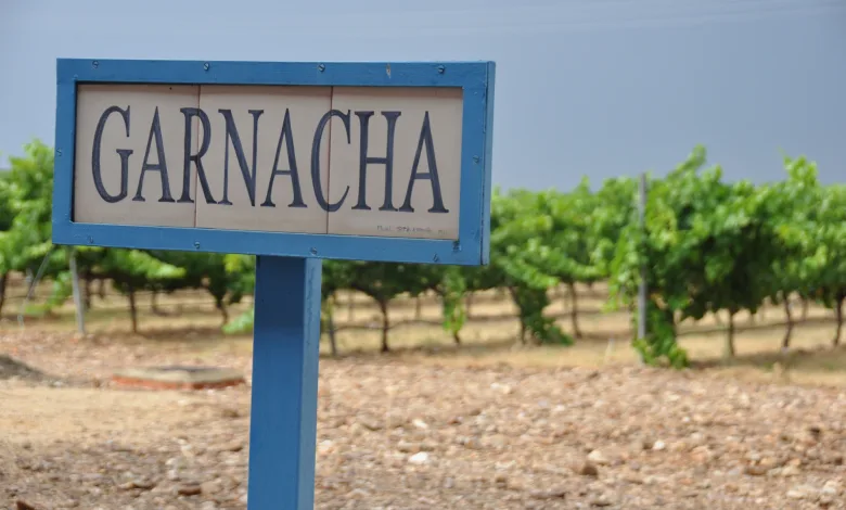Garnacha Cariñena Cariñena Será La Sede Del Concurso Garnachas Del Mundo 2025 Zaragozala Qué Hacer En Zaragoza