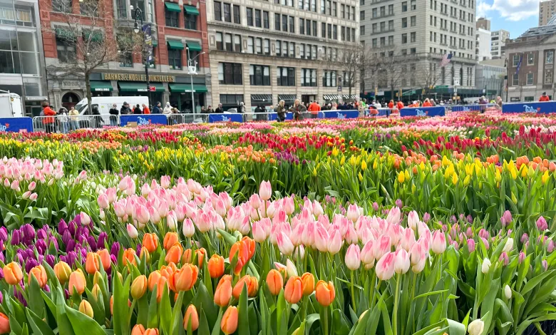 Mercado Tulipanes En Zaragoza Zaragoza Contará Con Mercado De Tulipanes En Hola Primavera Zaragozala Qué Hacer En Zaragoza