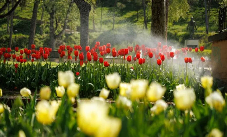 Zaragoza Se Llena De Color Con El Regreso De La Ruta De Los Tulipanes Zaragozala Qué Hacer En Zaragoza