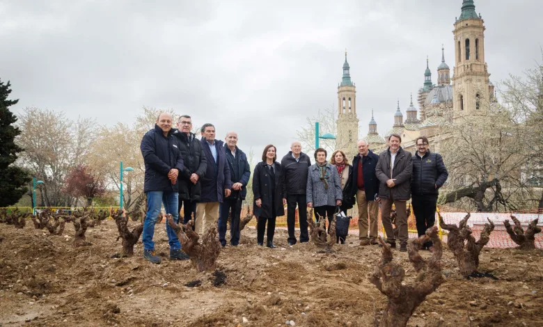 El Jardín De La Garnacha El Jardín De La Garnacha Avanza Con 129 Vides En Macanaz Zaragozala Qué Hacer En Zaragoza