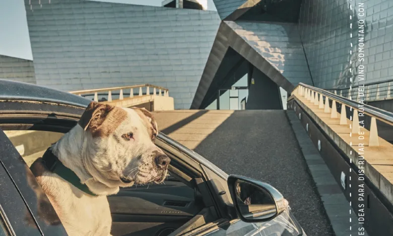 Enoturismo Con Perros Ruta Del Vino Del Somonanto Enoturismo Con Perros En La Ruta Del Vino Somontano Zaragozala Qué Hacer En Zaragoza