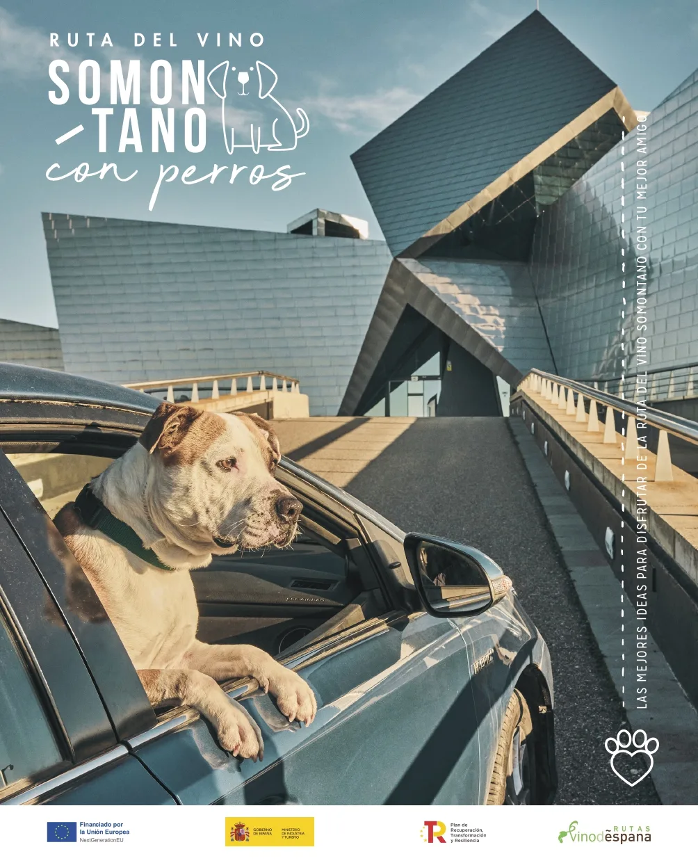 Enoturismo Con Perros Ruta Del Vino Del Somonanto