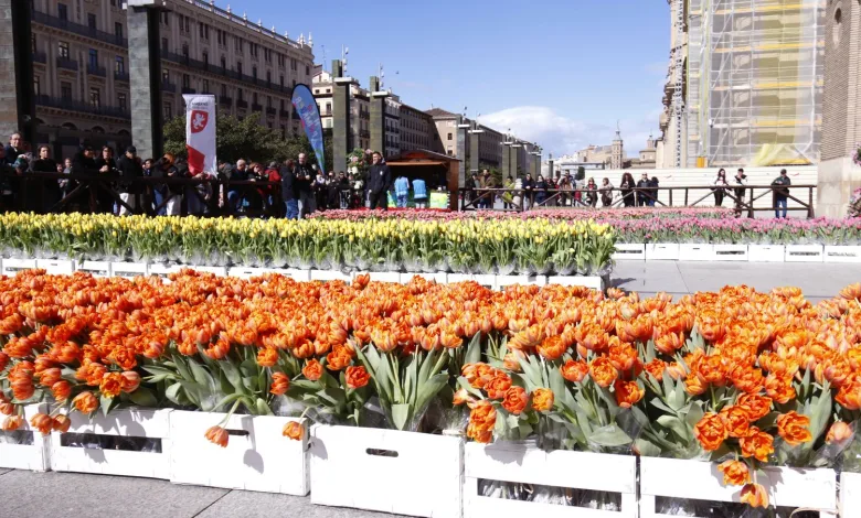 Mercado De Tulipanes De Zaragoza Zaragoza   Qué Hacer En Zaragoza Zaragozala   Qué Hacer En Zaragoza