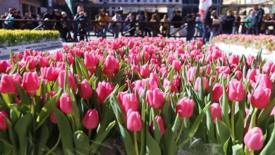 mercado de tulipanes de zaragoza