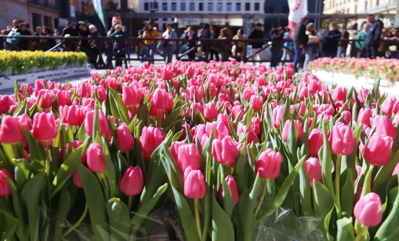 Mercado De Tulipanes De Zaragoza Segunda Edición Del Mercado De Tulipanes El Sábado 29 Marzo Zaragozala Qué Hacer En Zaragoza