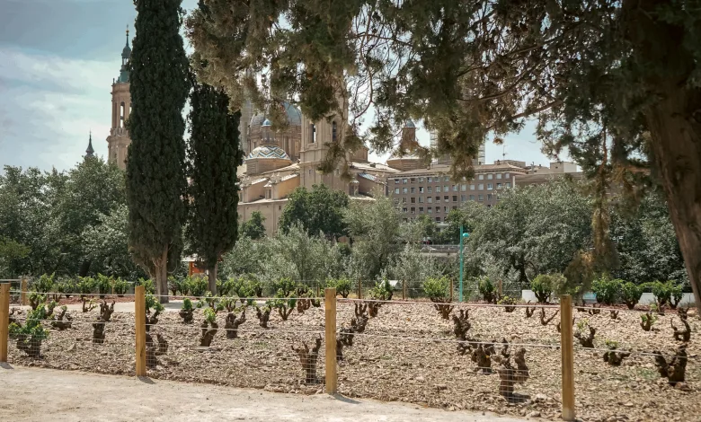 Festival De La Garnacha Foto Zaragozalacom Programa De La Feria De La Garnacha 2026 Para El Viernes 5 De Junio Conciertos Catas Y Horarios Zaragozala   Qué Hacer En Zaragoza