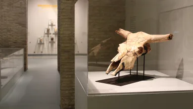 Museo Ciencias Naturales Zaragoza Museo De Ciencias Naturales Cierra Curso Con 40000 Visitas Zaragozala   Qué Hacer En Zaragoza