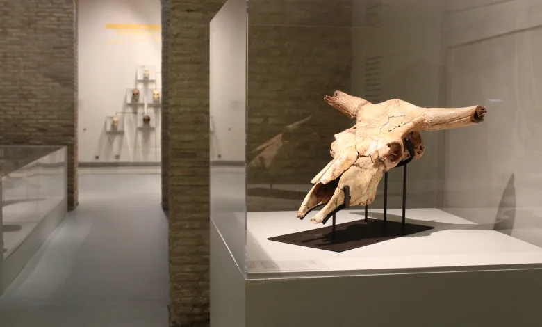 Museo Ciencias Naturales Zaragoza Museo De Ciencias Naturales Cierra Curso Con 40000 Visitas Zaragozala Qué Hacer En Zaragoza