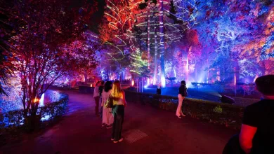 Boreal Naturaleza Encendida Zaragoza Navidad