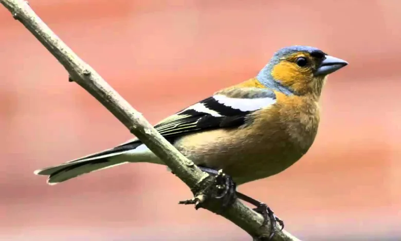 Pajarito Pinzon Reyes Magos Zaragoza