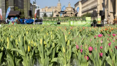 El Mercado Solidario De Tulipanes Recauda Más De 47500 Euros Para El Alzheimer Zaragozala Qué Hacer En Zaragoza