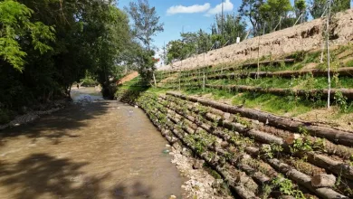 Shallow muddy river beside a terraced hillside reinforced with stacked logs and small plants.