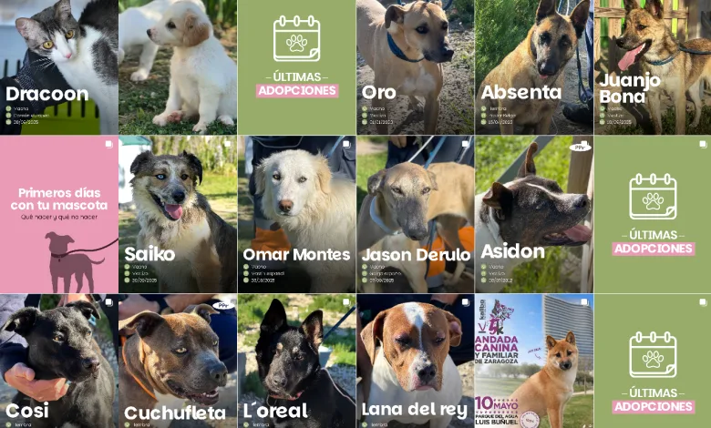 Dracoon the Cat on a Profile Card with Bullet Points About Vaccines and Age informative Lady Gaga Jason Derulo O Loreal Los Nombres De La Protectora Animales De Zaragoza Se Hacen Virales Zaragozala   Qué Hacer En Zaragoza