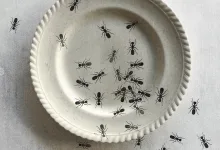 Poster Showing Numerous Black Ants Crawling on and Around a White Paper Plate Against a Textured Gray Background Large Bold Spanish Headline at the Top Zaragozala | Agenda Cultural Ocio Y Planes En Zaragoza Página 1399 Zaragozala Qué Hacer En Zaragoza