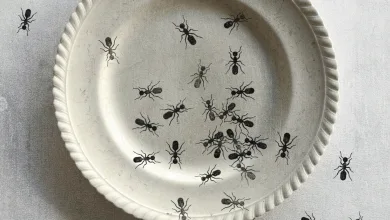 Poster Showing Numerous Black Ants Crawling on and Around a White Paper Plate Against a Textured Gray Background Large Bold Spanish Headline at the Top Esto No Es Fuenteovejuna Llega Al Teatro Del Mercado De Zaragoza Zaragozala Qué Hacer En Zaragoza