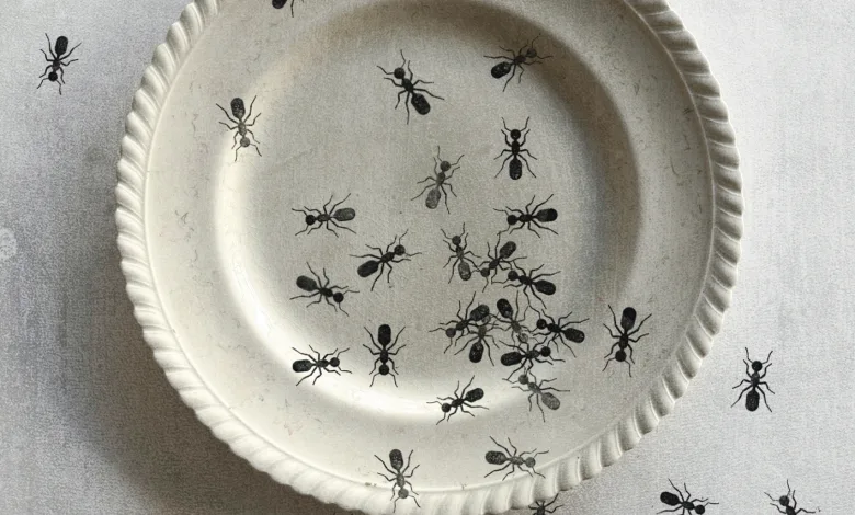 Poster Showing Numerous Black Ants Crawling on and Around a White Paper Plate Against a Textured Gray Background Large Bold Spanish Headline at the Top Zaragozala | Agenda Cultural Ocio Y Planes En Zaragoza   Página 1398 Zaragozala   Qué Hacer En Zaragoza
