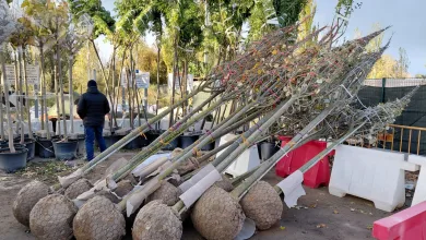 Rows of Young Trees with Large Balled Root Systems Ready for Transport in a Nursery Lot a Worker in a Dark Jacket Stands Nearby Zaragoza Prevé Reducir Al Mínimo Los Alcorques Vacíos Con Una Nueva Campaña De Plantación Zaragozala Qué Hacer En Zaragoza