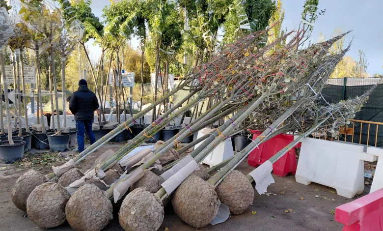 Rows of Young Trees with Large Balled Root Systems Ready for Transport in a Nursery Lot a Worker in a Dark Jacket Stands Nearby Zaragoza Prevé Reducir Al Mínimo Los Alcorques Vacíos Con Una Nueva Campaña De Plantación Zaragozala Qué Hacer En Zaragoza