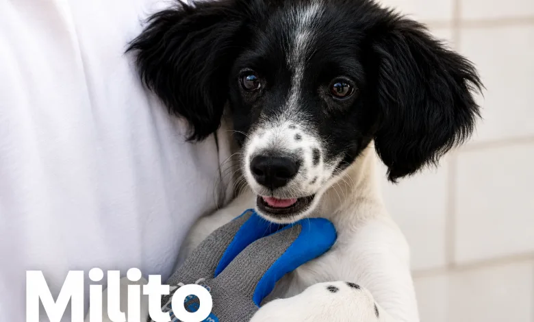 Adorable Black and white Puppy with a Blue Harness Being Held Looking at the Camera La Selección Más Especial De Zaragoza Busca Un Hogar Zaragozala Qué Hacer En Zaragoza