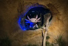 Pink Axolotl Sculpture with Frilly Gills Peeking from a Rocky Cave Opening Blue Underlighting Zaragozala | Agenda Cultural Ocio Y Planes En Zaragoza Página 875 Zaragozala Qué Hacer En Zaragoza