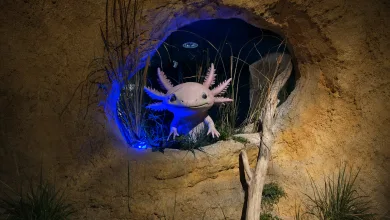 Pink Axolotl Sculpture with Frilly Gills Peeking from a Rocky Cave Opening Blue Underlighting El Acuario De Zaragoza Estrena Un Espacio De Ajolotes Zaragozala Qué Hacer En Zaragoza