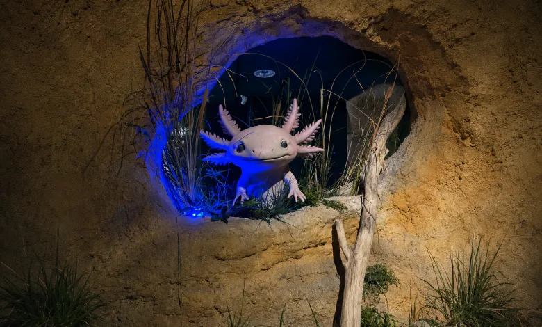 Pink Axolotl Sculpture with Frilly Gills Peeking from a Rocky Cave Opening Blue Underlighting Zaragozala | Agenda Cultural Ocio Y Planes En Zaragoza Página 1414 Zaragozala Qué Hacer En Zaragoza