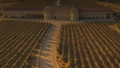 Aerial View of a Golden Vineyard with Parallel Rows Leading to a Central Winery Building Are Vinos De Aragón Logo Overlaying the Scene Zaragozala | Agenda Cultural Ocio Y Planes En Zaragoza Zaragozala   Qué Hacer En Zaragoza