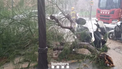 Stormy Street in Heavy Rain with a Large Fallen Tree Blocking the Road Firefighters and a Red Fire Truck Labeled bombers Respond Nearby Tormentas En La Costa Dorada Situación En Salou Cambrils Y La Pineda Zaragozala Qué Hacer En Zaragoza