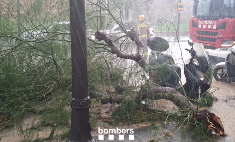 Stormy Street in Heavy Rain with a Large Fallen Tree Blocking the Road Firefighters and a Red Fire Truck Labeled bombers Respond Nearby Tormentas En La Costa Dorada Situación En Salou Cambrils Y La Pineda Zaragozala Qué Hacer En Zaragoza